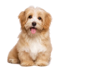 Krankenversicherung Hund Katze