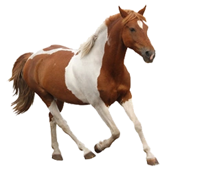 Pferdehaftpflicht - Pferdehaftpflicht Vergleich