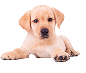 Tierversicherung - Tierversicherung Hundehaftpflichtversicherung