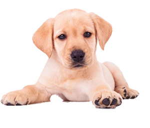 Tierversicherung - Tierversicherung Hundehaftpflichtversicherung